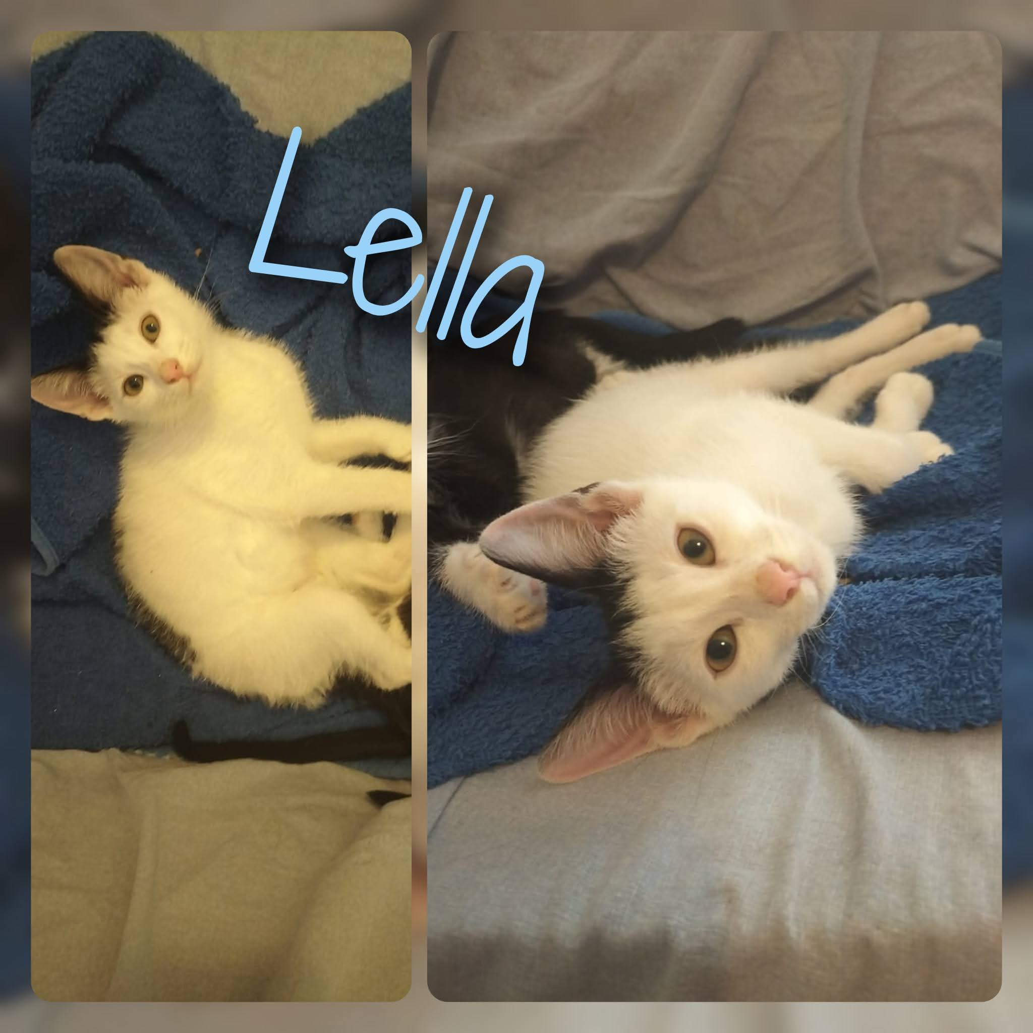 LELLA