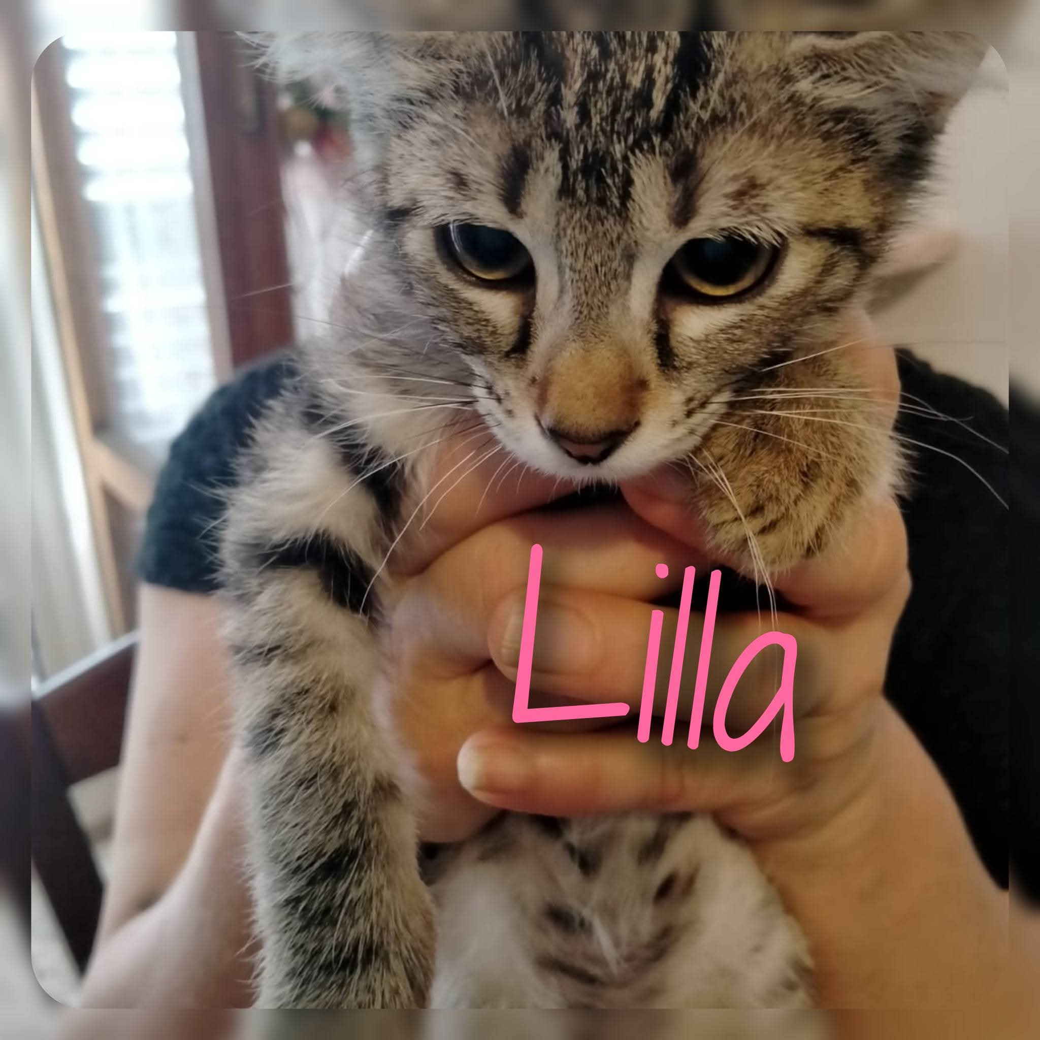 LILLA